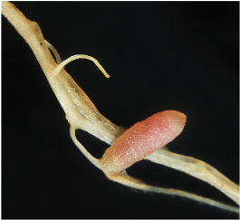 Root nodule on the root of Medicago sativa 